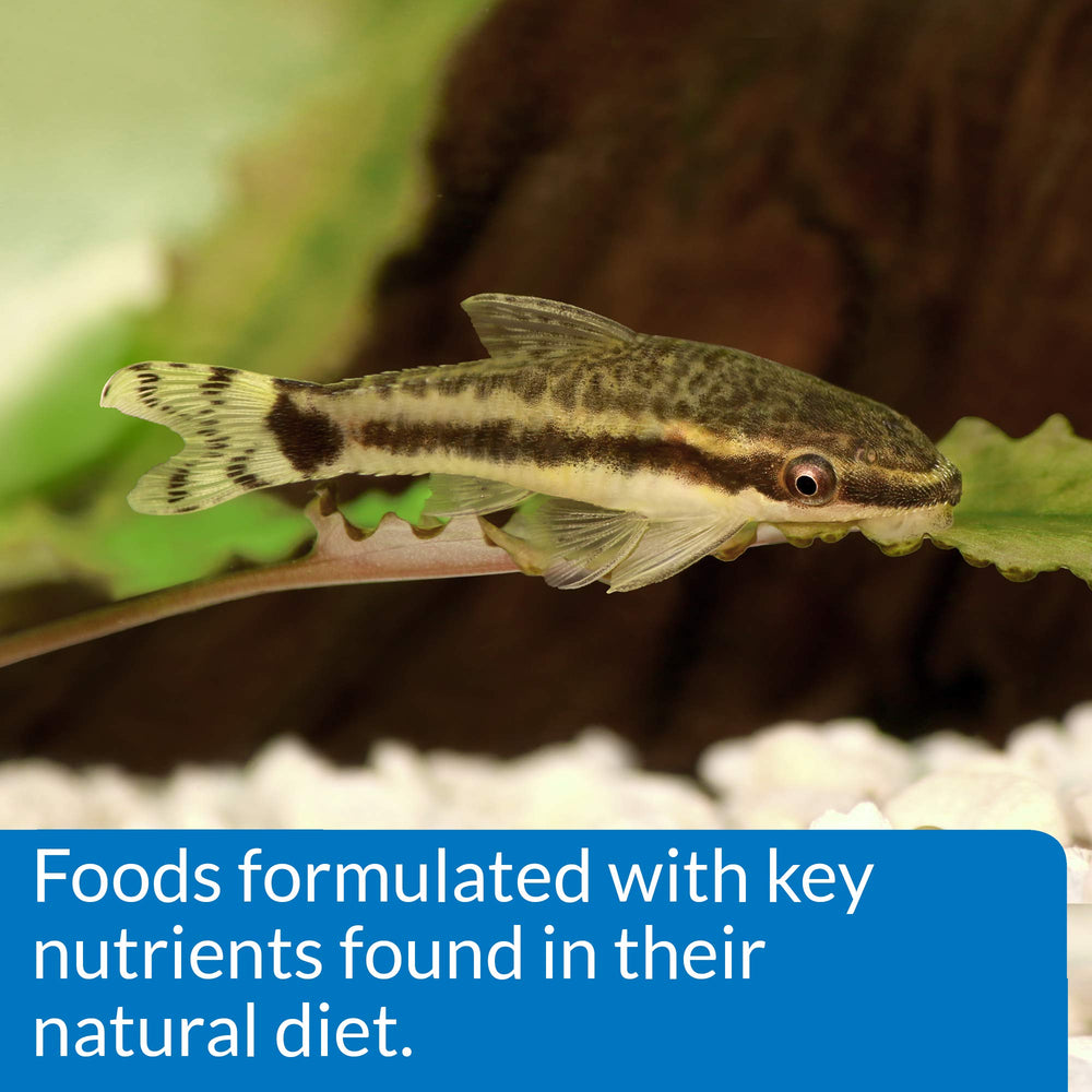 API Bottom Feeder Pellets feeding action shows quick consumption.