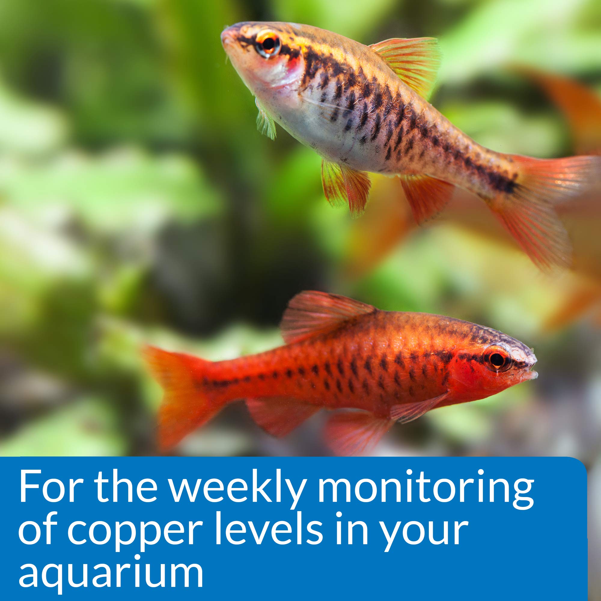 API Copper Test Kit test tube close-up enables precise sampling for reliable results.