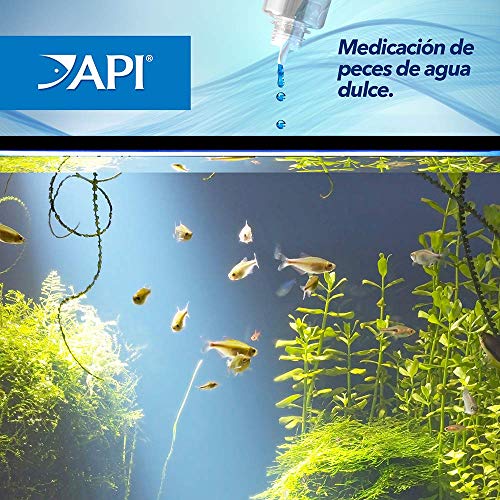 Healthy fish swimming in a clean tank after API treatment.