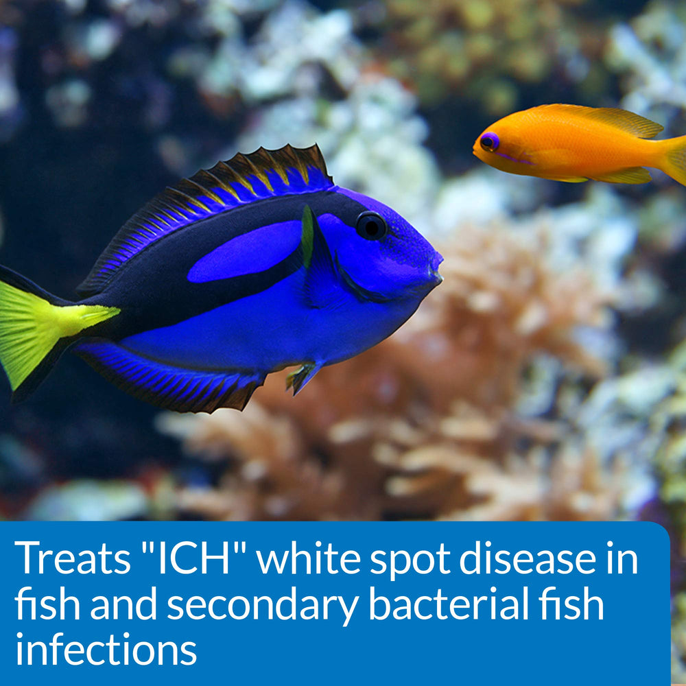 Freshwater fish with white spots treated by API LIQUID SUPER ICK CURE.