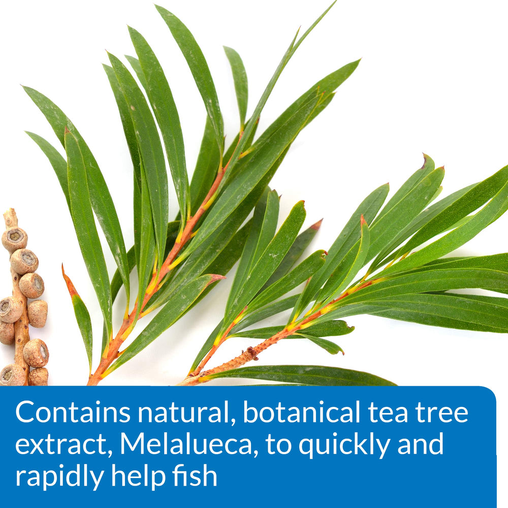 API MELAFIX used during new fish introduction to reduce disease risk.