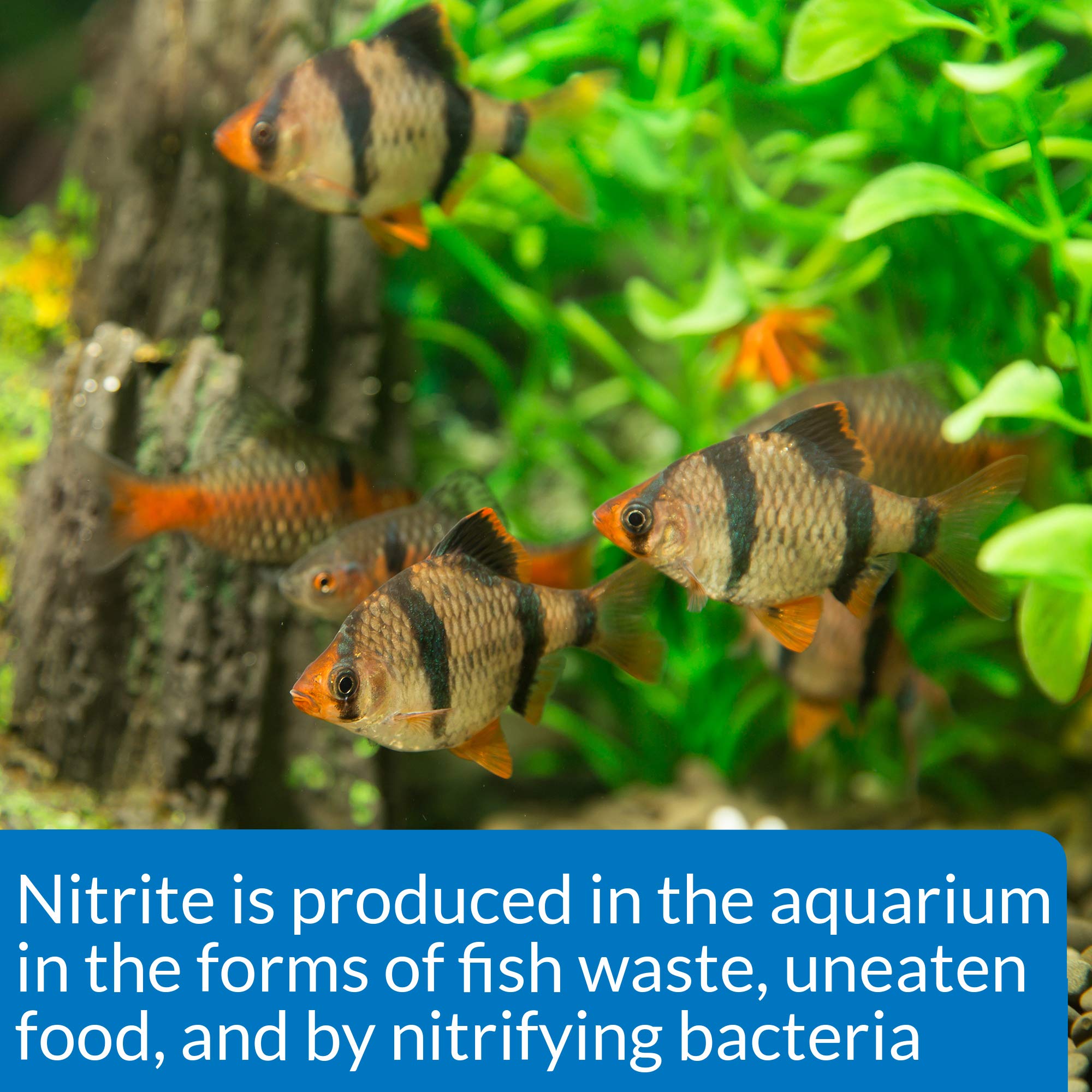 API Nitrite Test Kit in-use setup enables quick weekly checks.