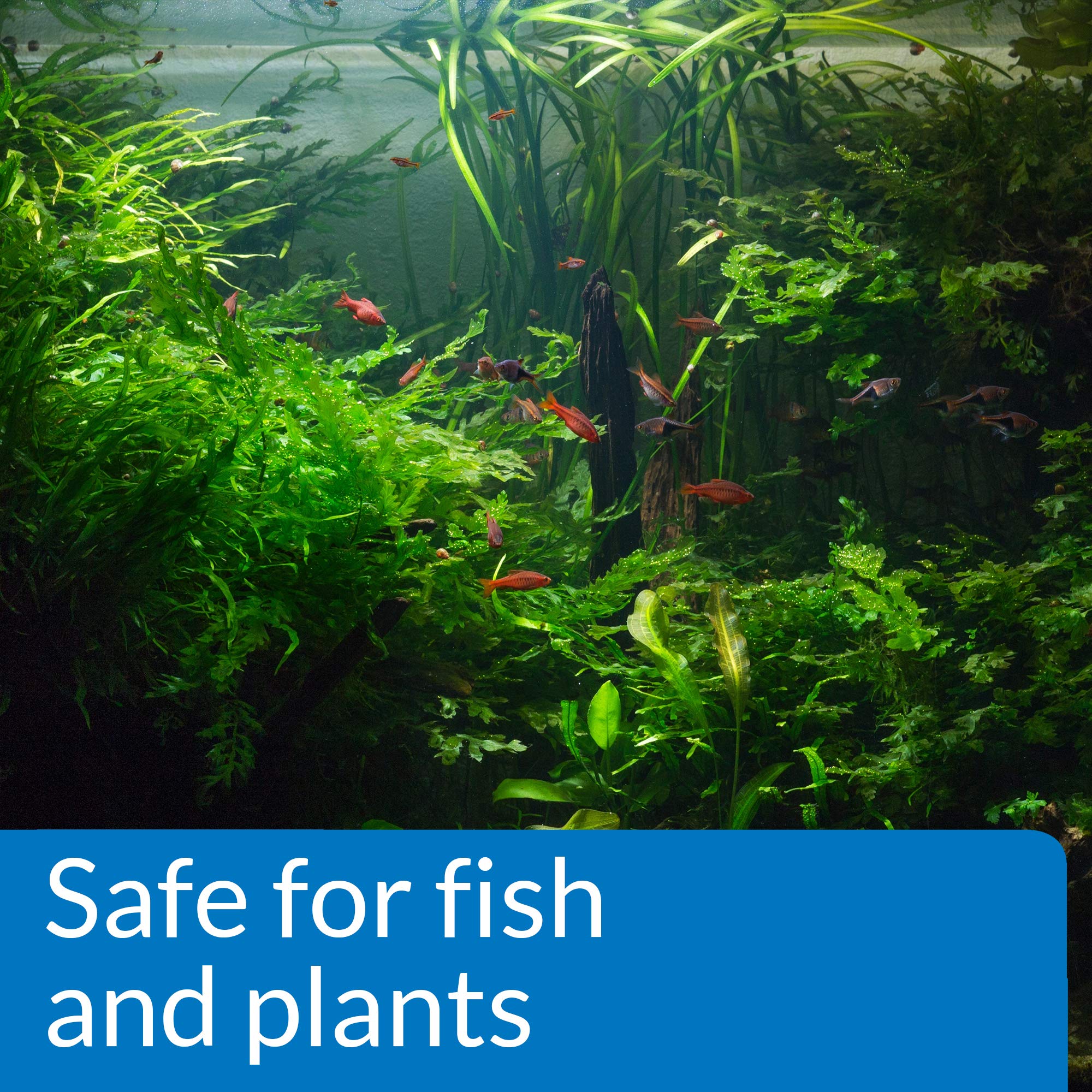API pH DOWN safe for fish and plants in a healthy tank.