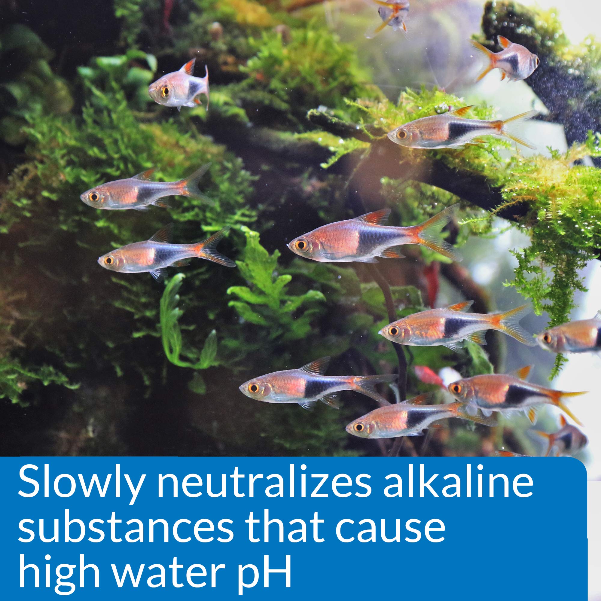 API pH DOWN water in a tank demonstrating clear pH stability.