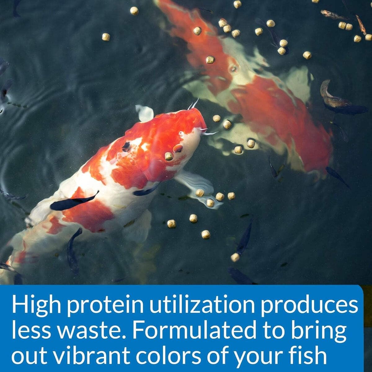 API POND COOL WATER FOOD color and growth support in fish