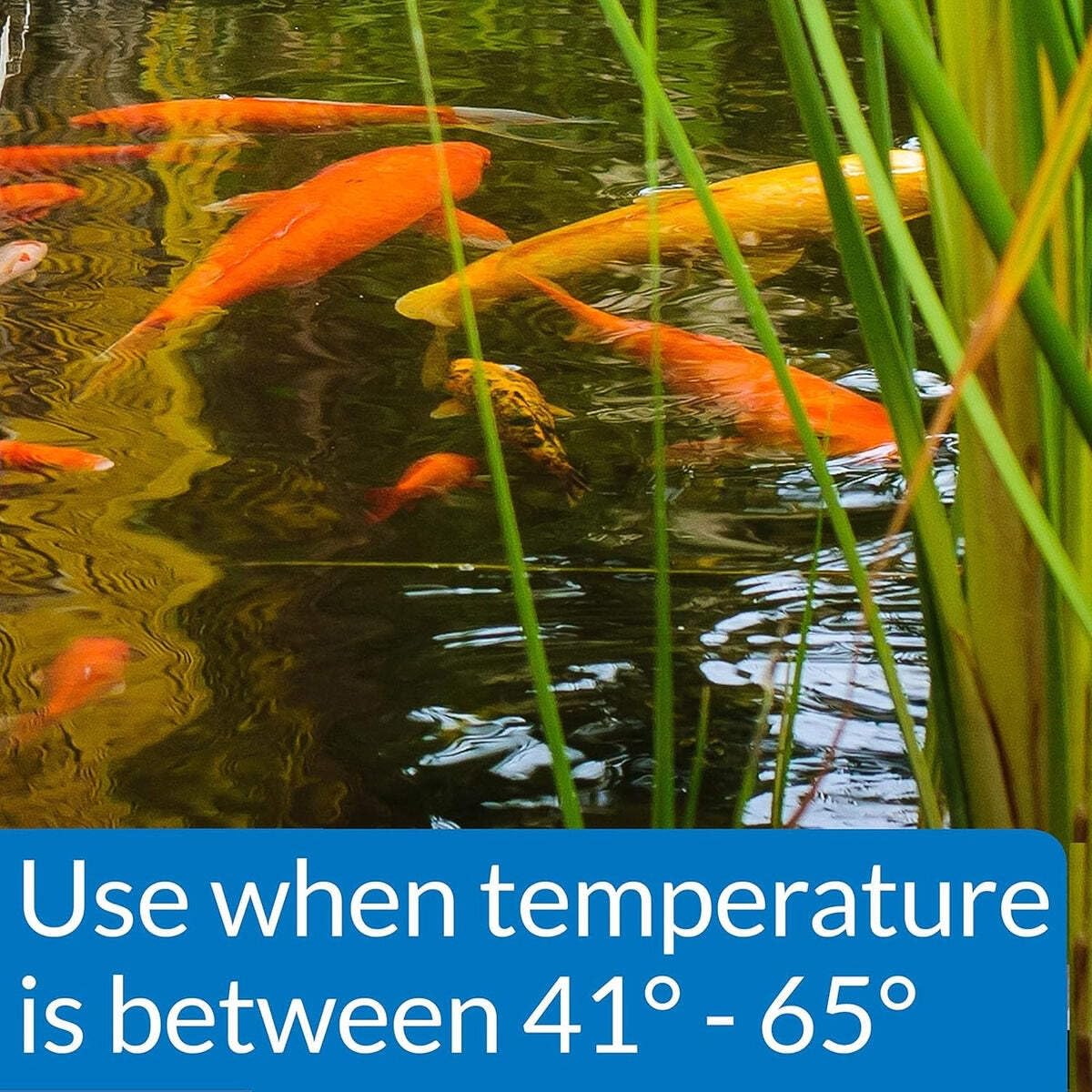 API POND COOL WATER FOOD supports immune health and activity