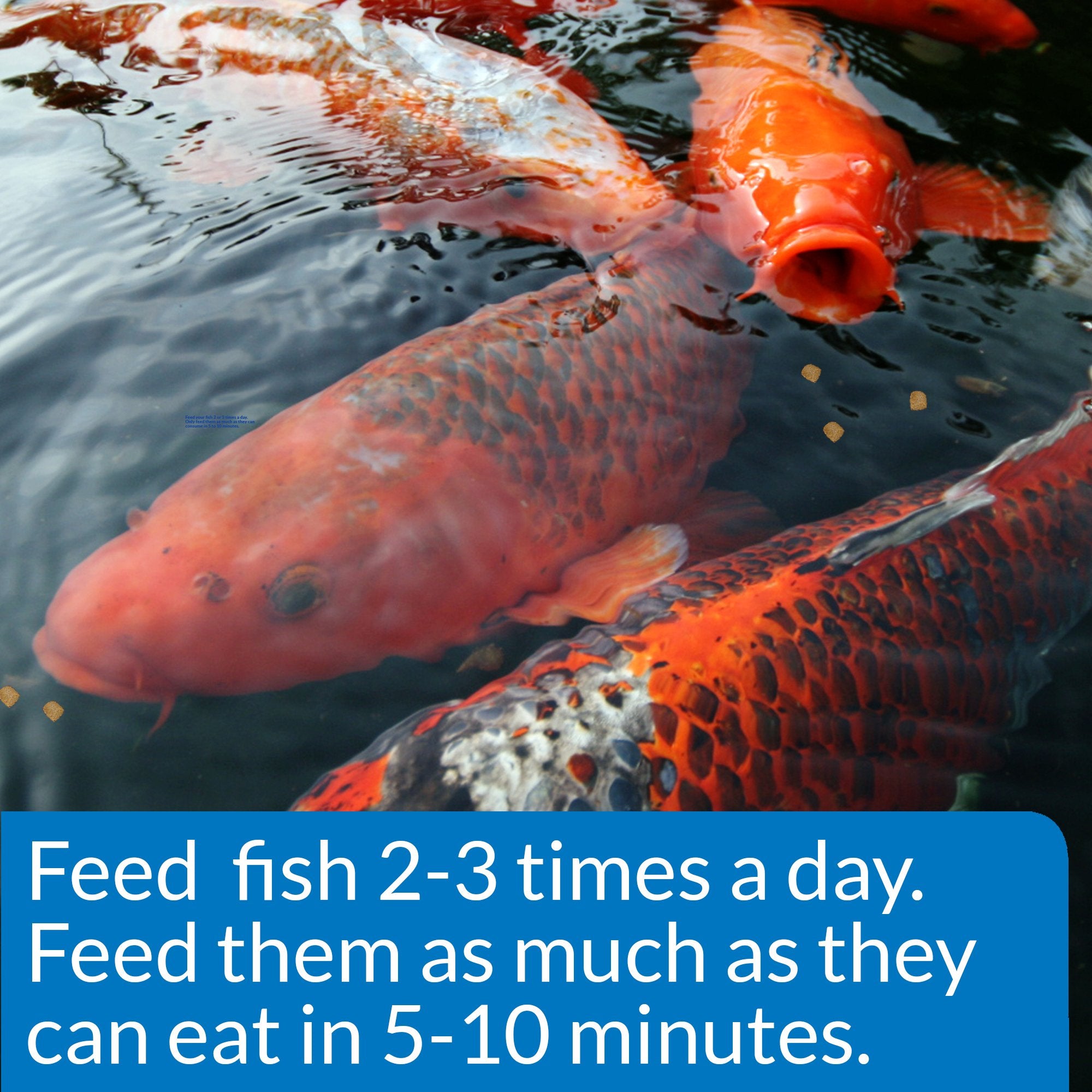 API POND Cool Water Food container emphasizes natural Zeolite for ammonia reduction