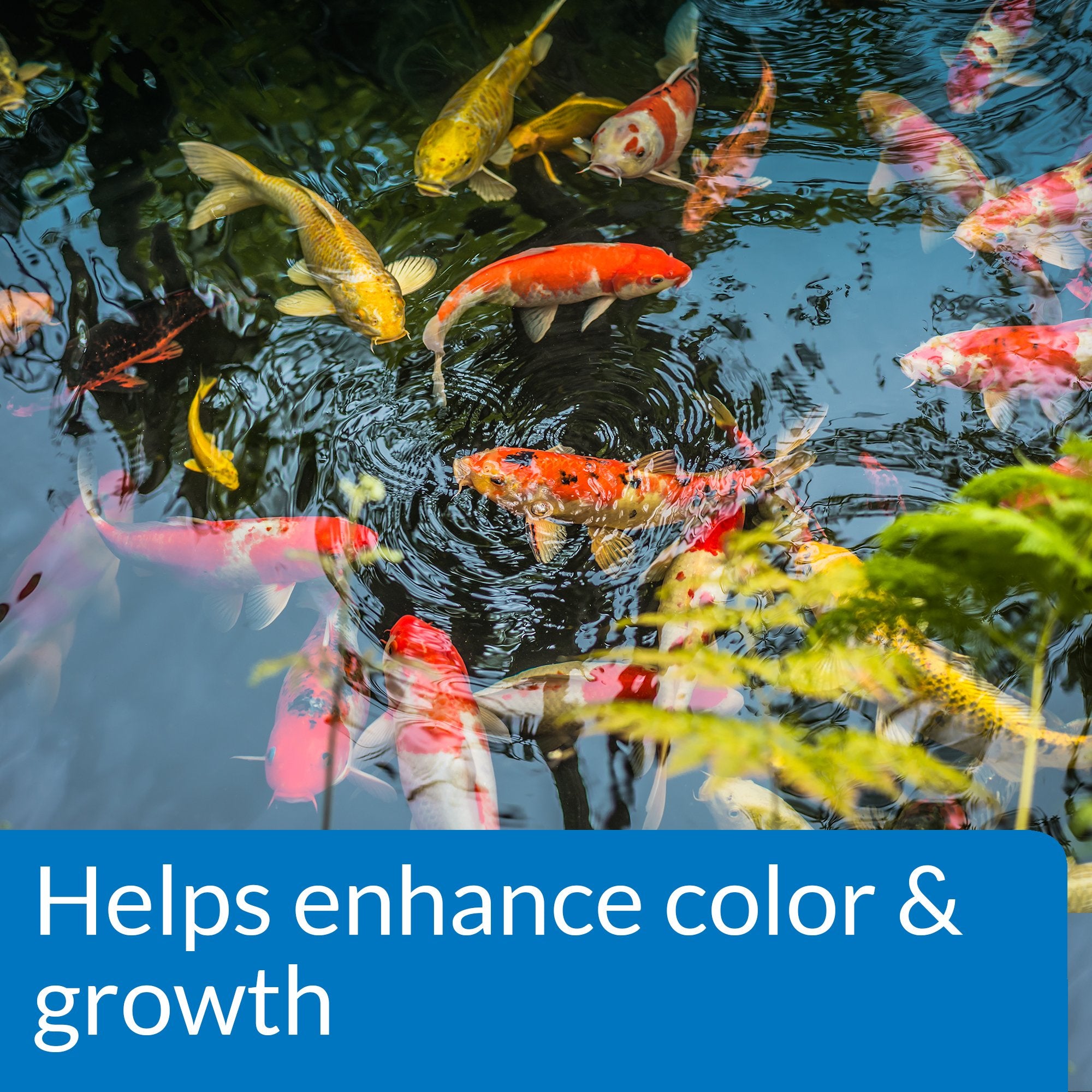 API POND FISH FOOD image highlights enhanced color and growth in pond fish.