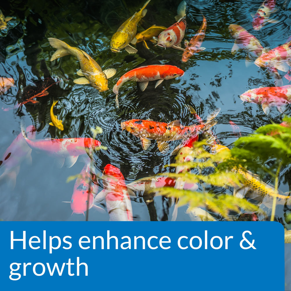 API POND FISH FOOD image highlights enhanced color and growth in pond fish.