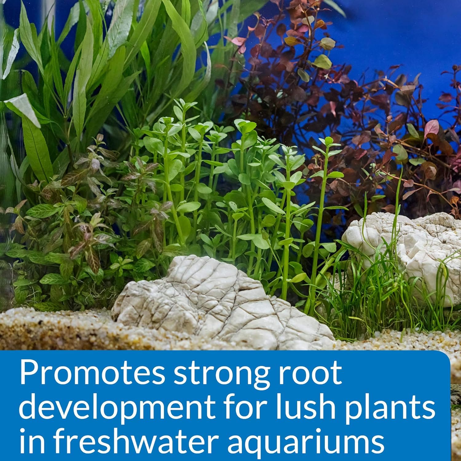 Lush freshwater plants thriving in an aquarium using API Root Tabs.