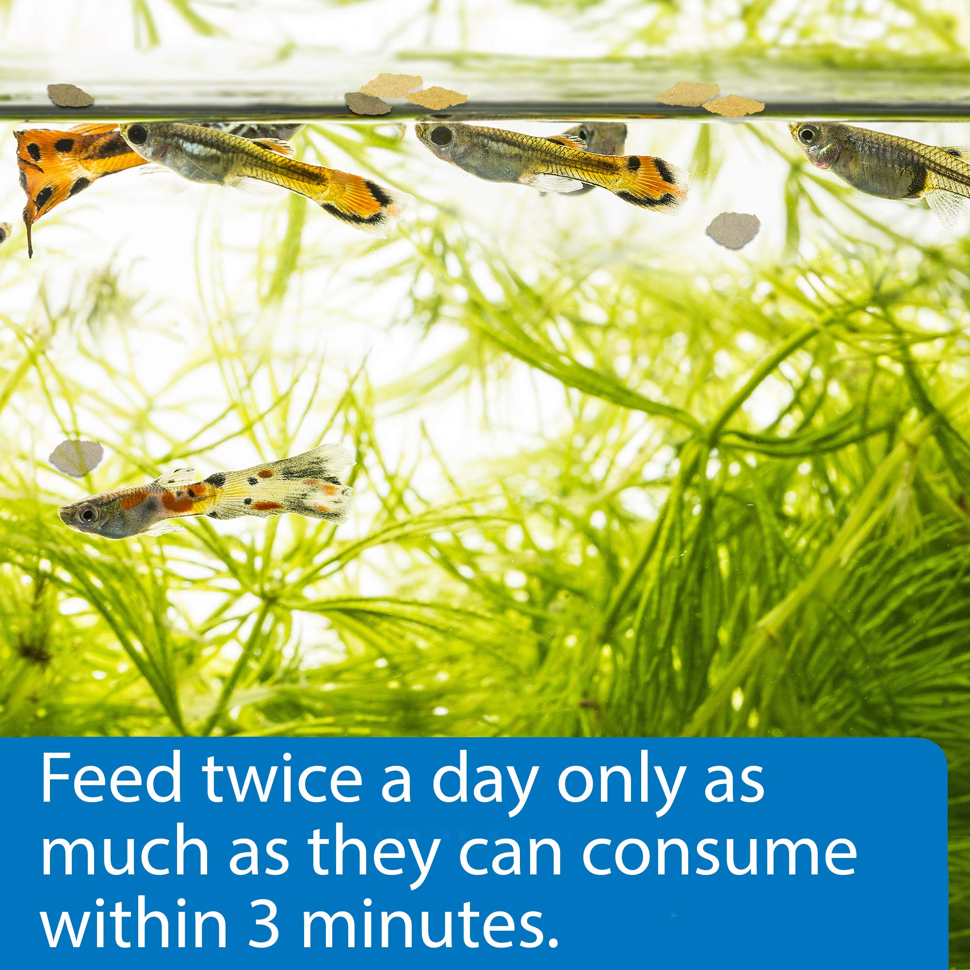 API Tropical Greens Flakes feeding action captures herbivores eagerly consuming flakes.