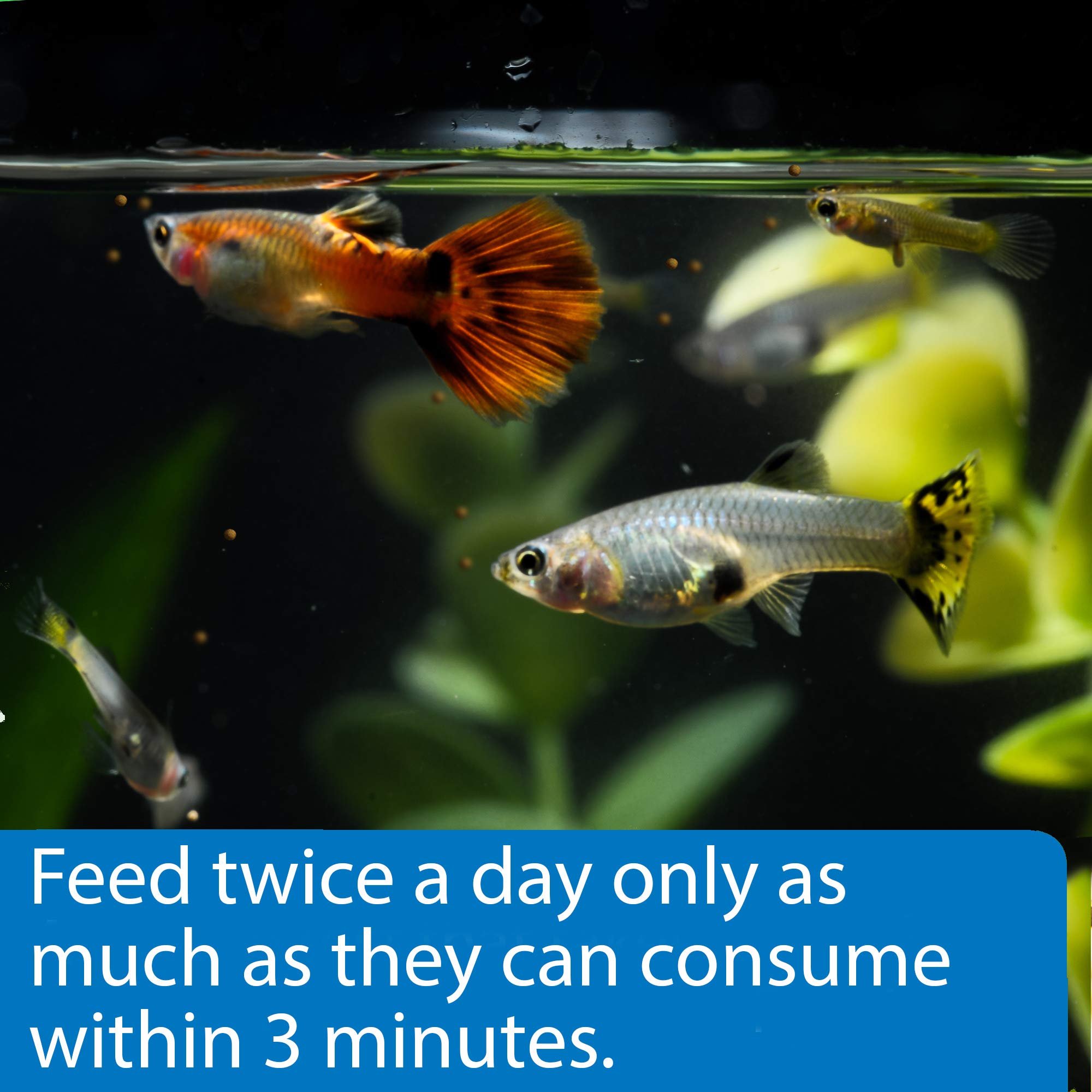 API Tropical Mini Pellets feeding action demonstrates easy feeding in aquarium