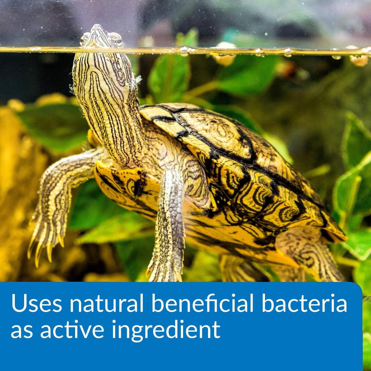 API Turtle Sludge Destroyer bacteria-culture close-up emphasizes beneficial bacteria in action.