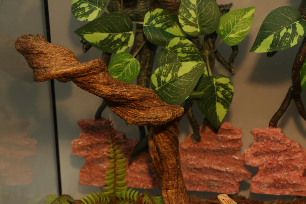 Aqua KT length-43-3-inch-vine fits mid- to large terrariums.