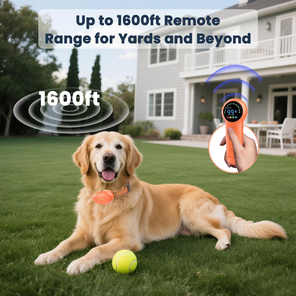 Aquamorph dual dog training lets you manage two collars with one remote.