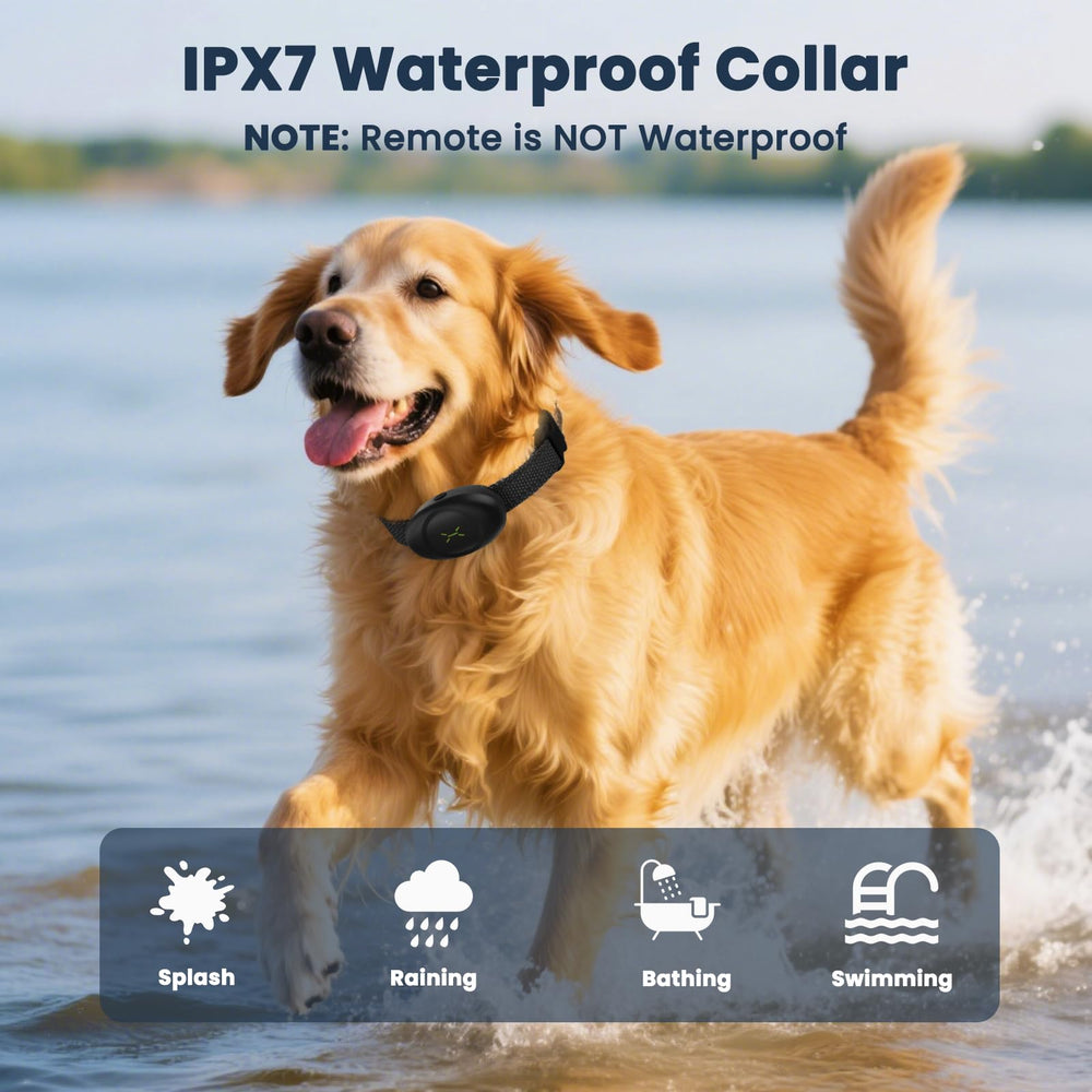 Aquamorph dual-dog training setup with two collars for synchronized sessions