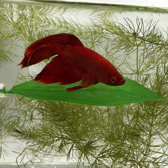 Aquarigram betta leaf hammock in-tank showing natural shape enhancing aquarium aesthetics.