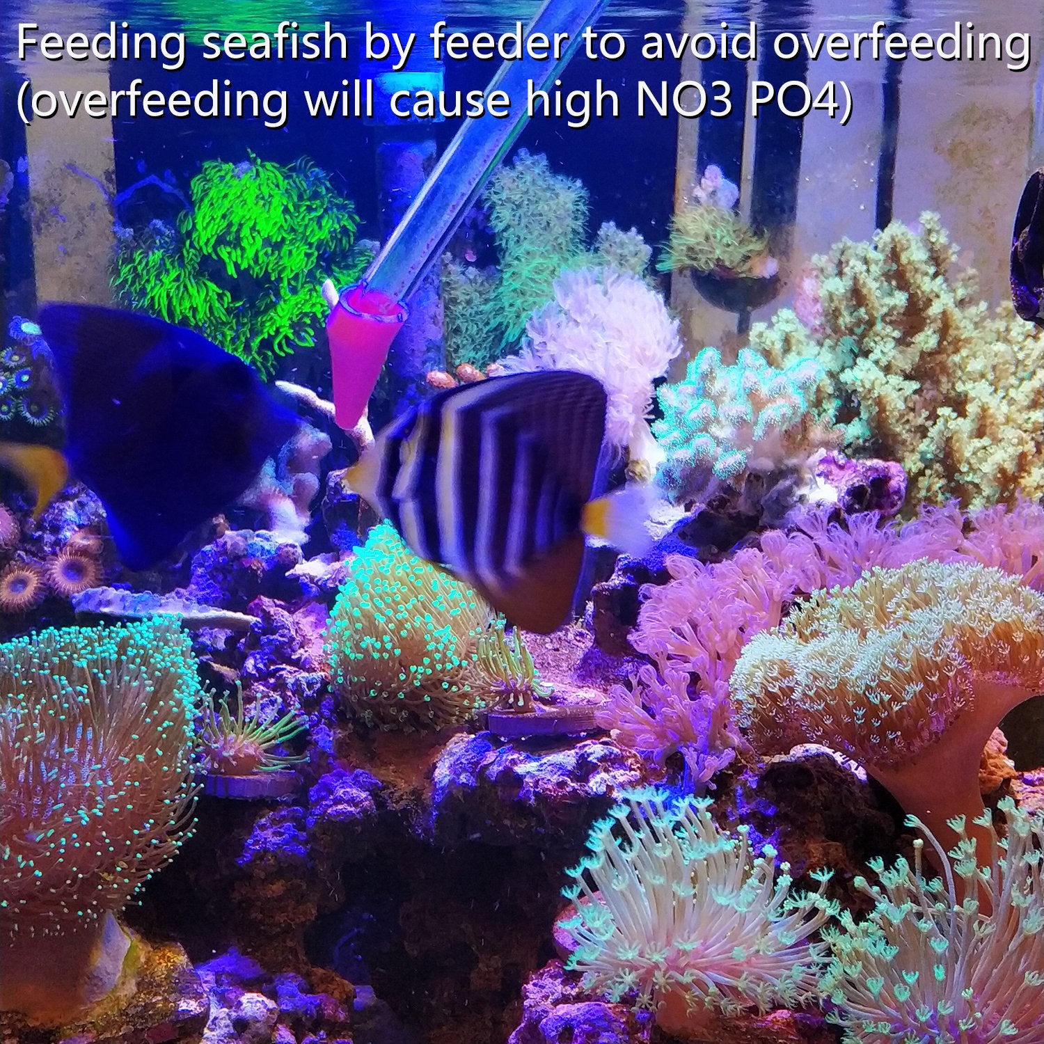 Aquarium Choice clear acrylic tube shows food inside during feeding.