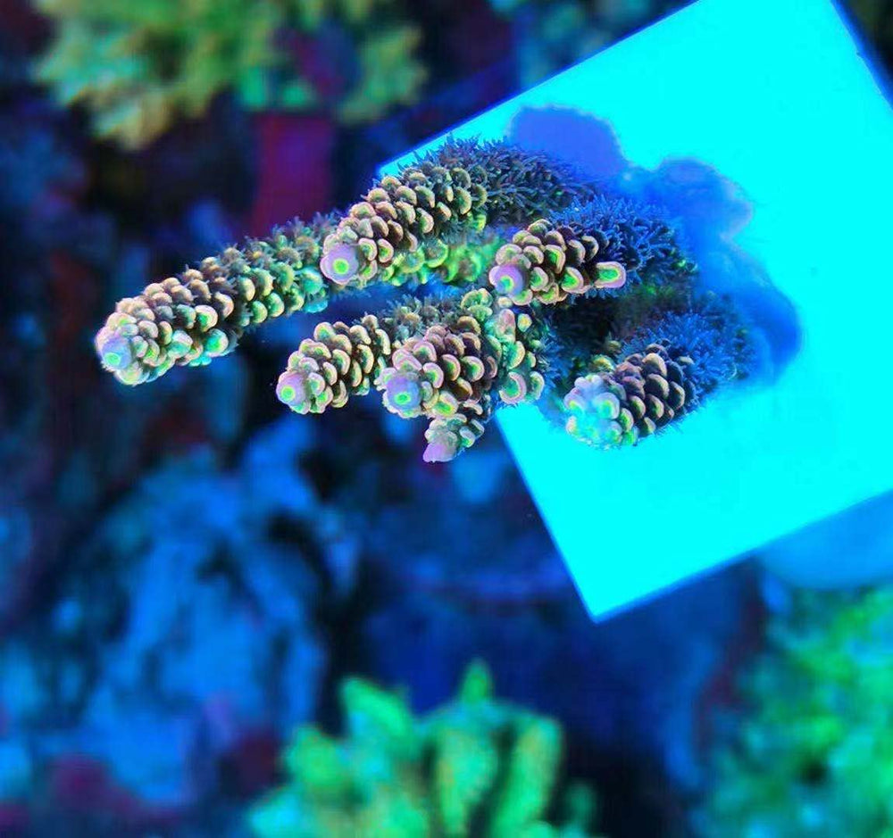 Aquarium Choice ceramic frag plate base 0.23 inch thickness stable underwater for corals