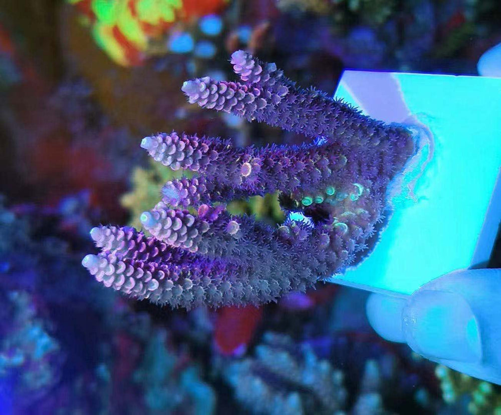 Aquarium Choice high-temperature fired ceramic minimizes water quality impact