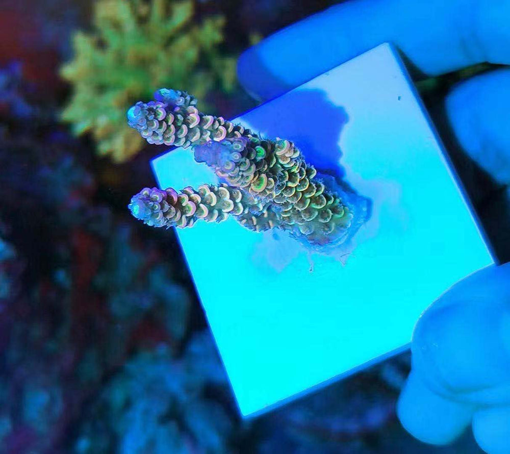 Aquarium Choice 10-pack frag base supports healthy coral display and growth