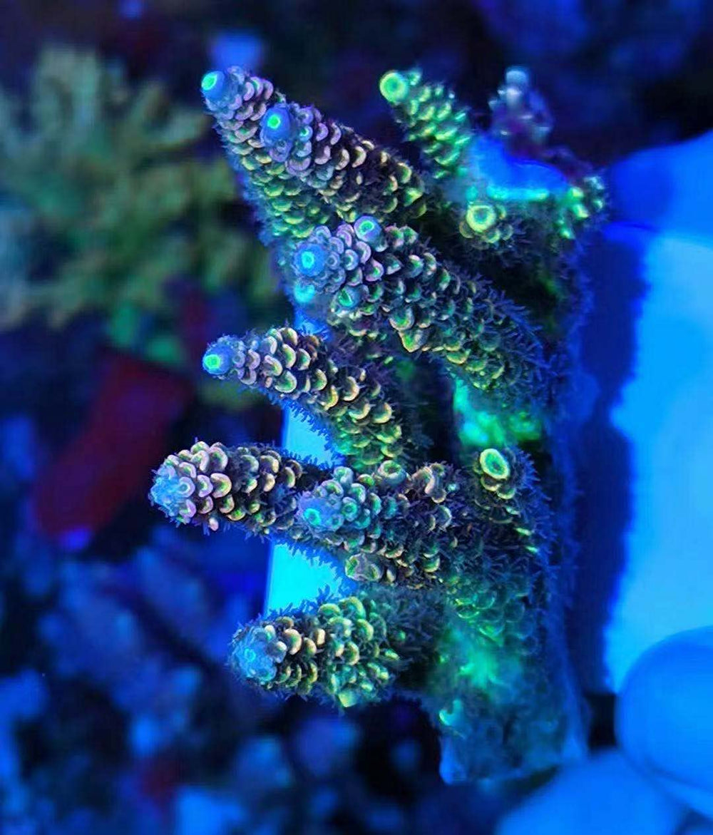 Aquarium Choice 50mm square coral plate base suitable for SPS and LPS frags