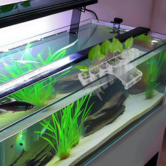 aquarium-plant-holder-7-hole-top-view ideal for creating an inviting aquascape focal point.
