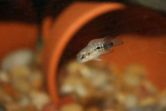 Aquatic Foods Inc. bottle pour—easy portion control during feeding.