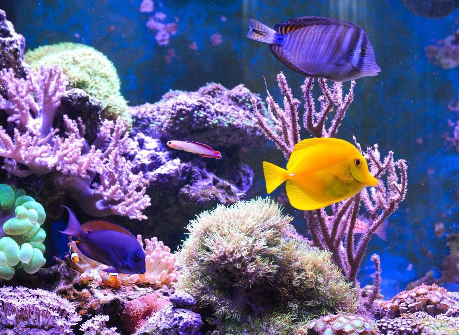 Aquatic Foods Inc. dust-free processing for high-quality freeze-dried bloodworms.