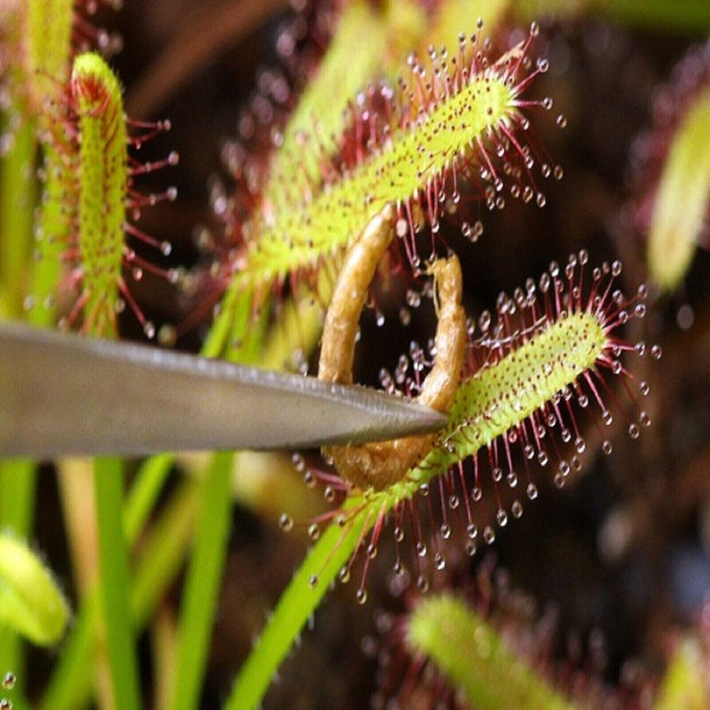 Aquatic Foods Inc. ingredients label highlighting 100% natural bloodworms.