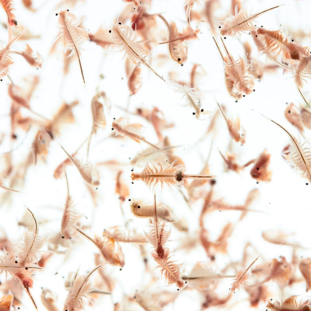 Aquatic Foods Inc. brine-shrimp-eggs packaging closeup shows quality and dust-free cleaning.