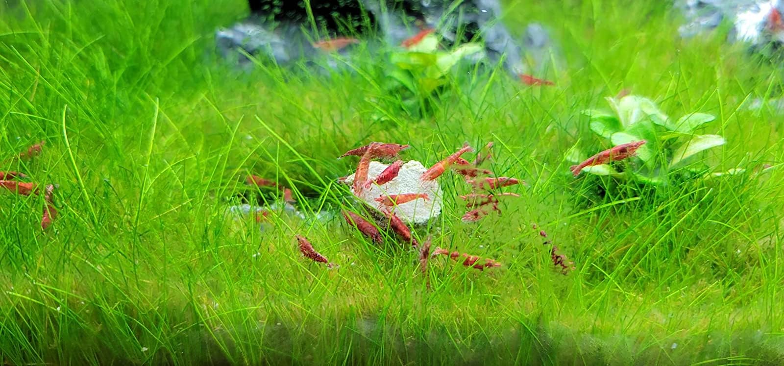 Aquatic Foods Inc calcium feeders disk catfish strengthens calcium balance