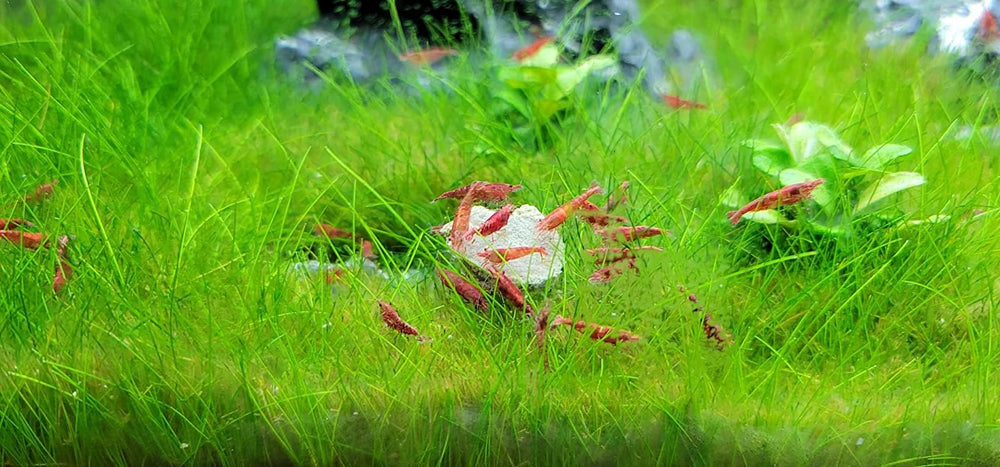 Aquatic Foods Inc calcium feeders disk catfish strengthens calcium balance