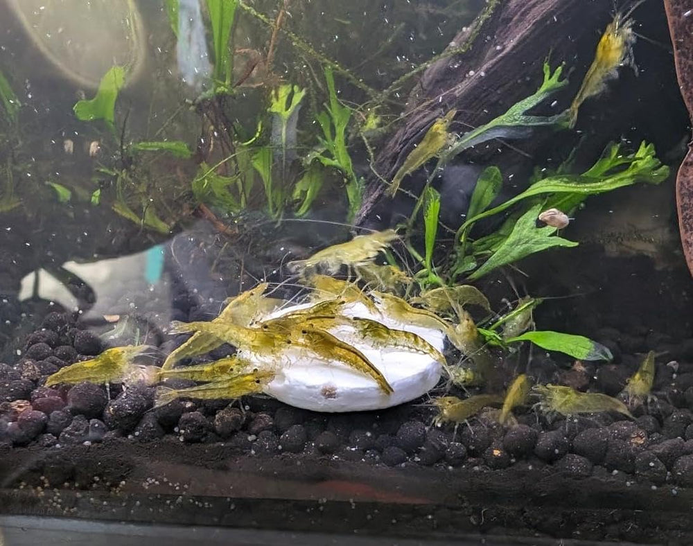 Aquatic Foods Inc calcium feeders disk crayfish aids exoskeleton health and color