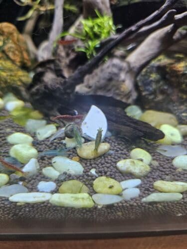 Aquatic Foods Inc calcium feeders disk hermit crabs promotes durable shells