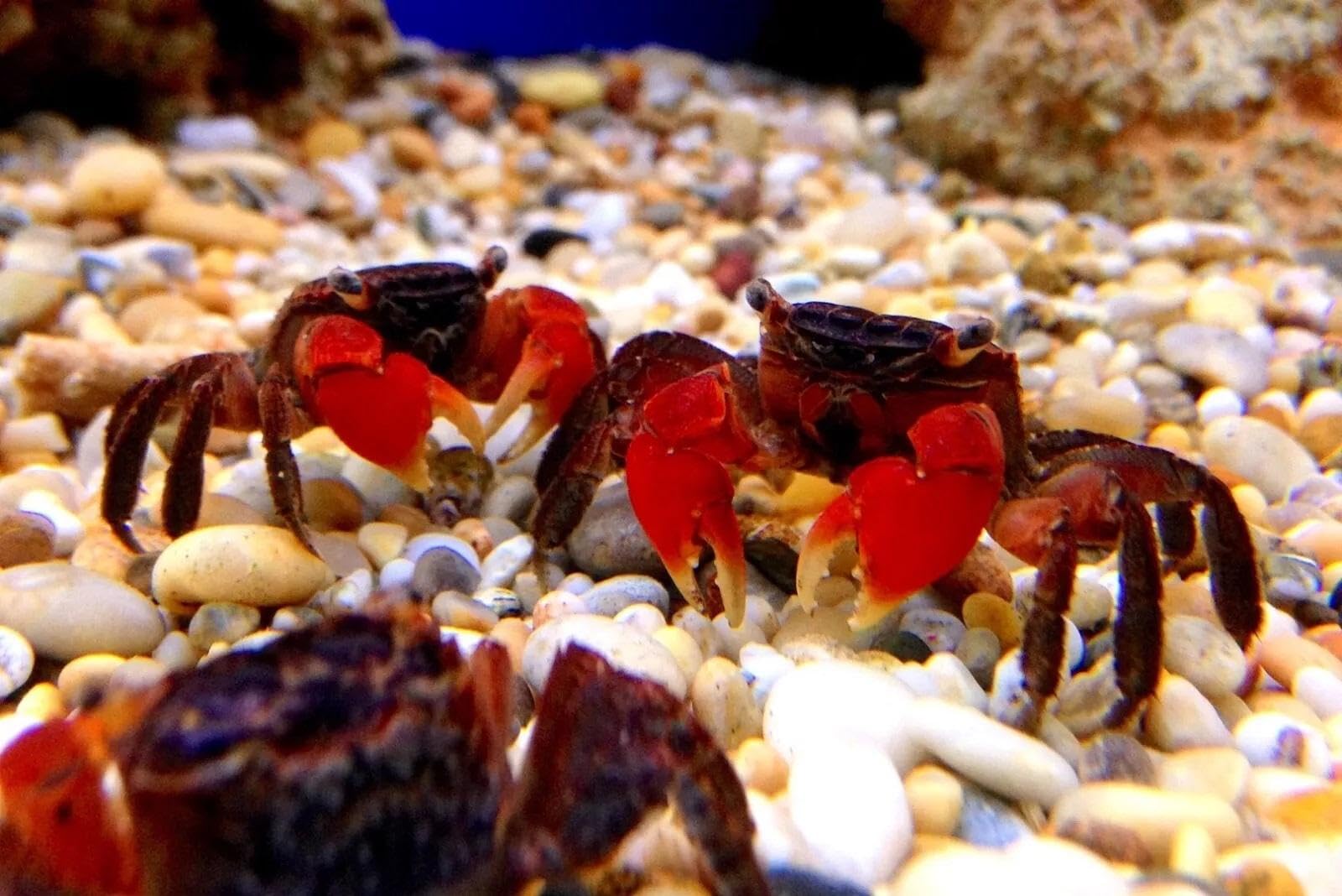 Aquatic Foods Inc calcium feeders disk tropical fish provides calcium and color pigments