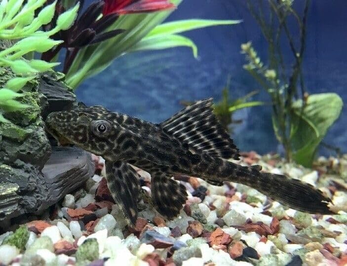 Aquatic Foods Inc. dust-free-processing close-up emphasizes clean feeding and clearer tanks