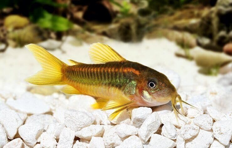 Aquatic Foods Inc. krill-spirulina-color-enhancers image suggests vibrant color in crustaceans