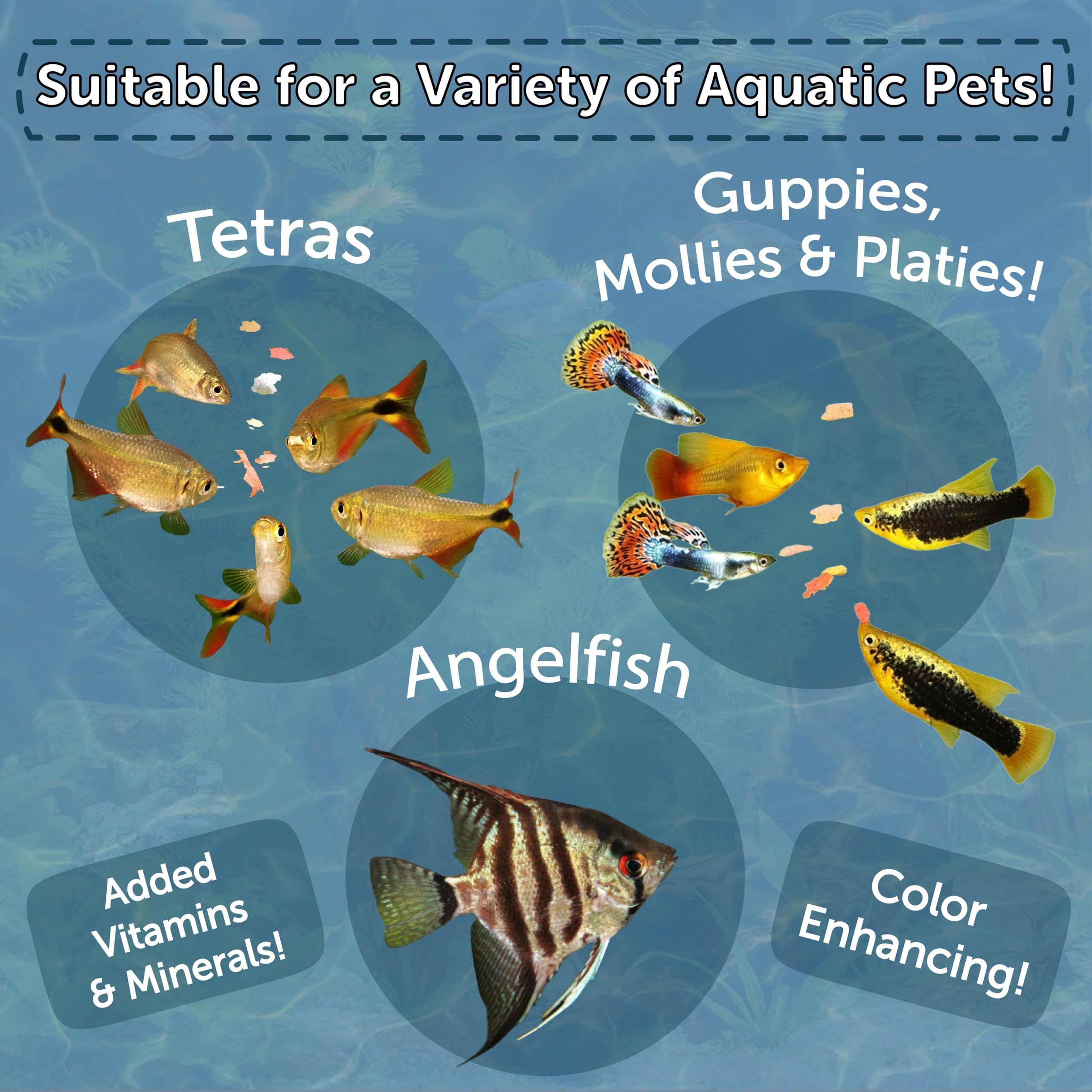 Aquatic Foods Inc feeding flakes to angel fish, guppies, and loaches in tank.