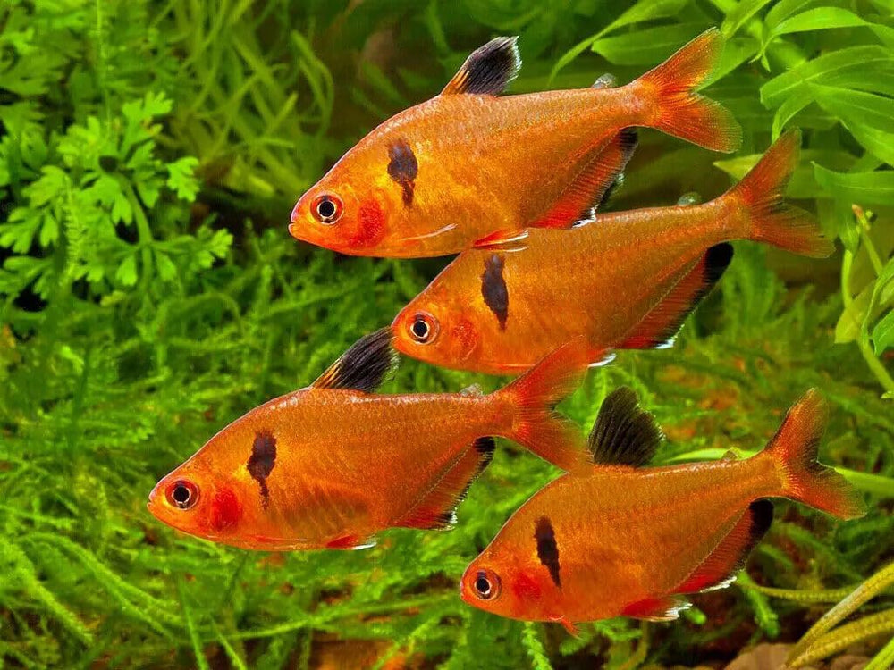 Serving bowl with tropical fish flakes demonstrating portion control and feeding routine.