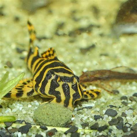 Aquatic Foods Inc wafers help ease feeding for busy hobbyists.