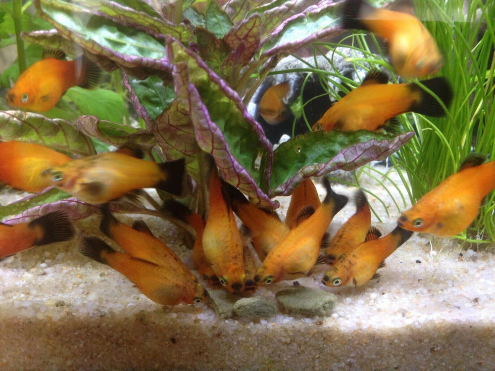 Aquatic Foods Inc wafers support feeding shrimp snails and small inverts.