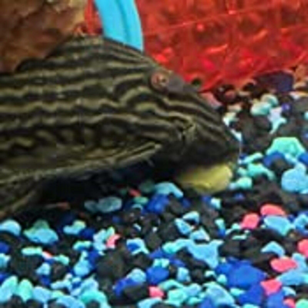 Aquatic Foods Inc wafers suitable for catfish gourami and tropical species.