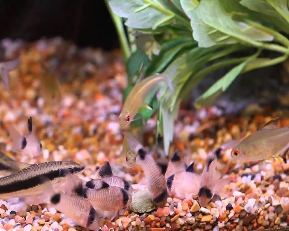 Aquatic Foods Inc wafers combine spirulina veggies for varied diet.