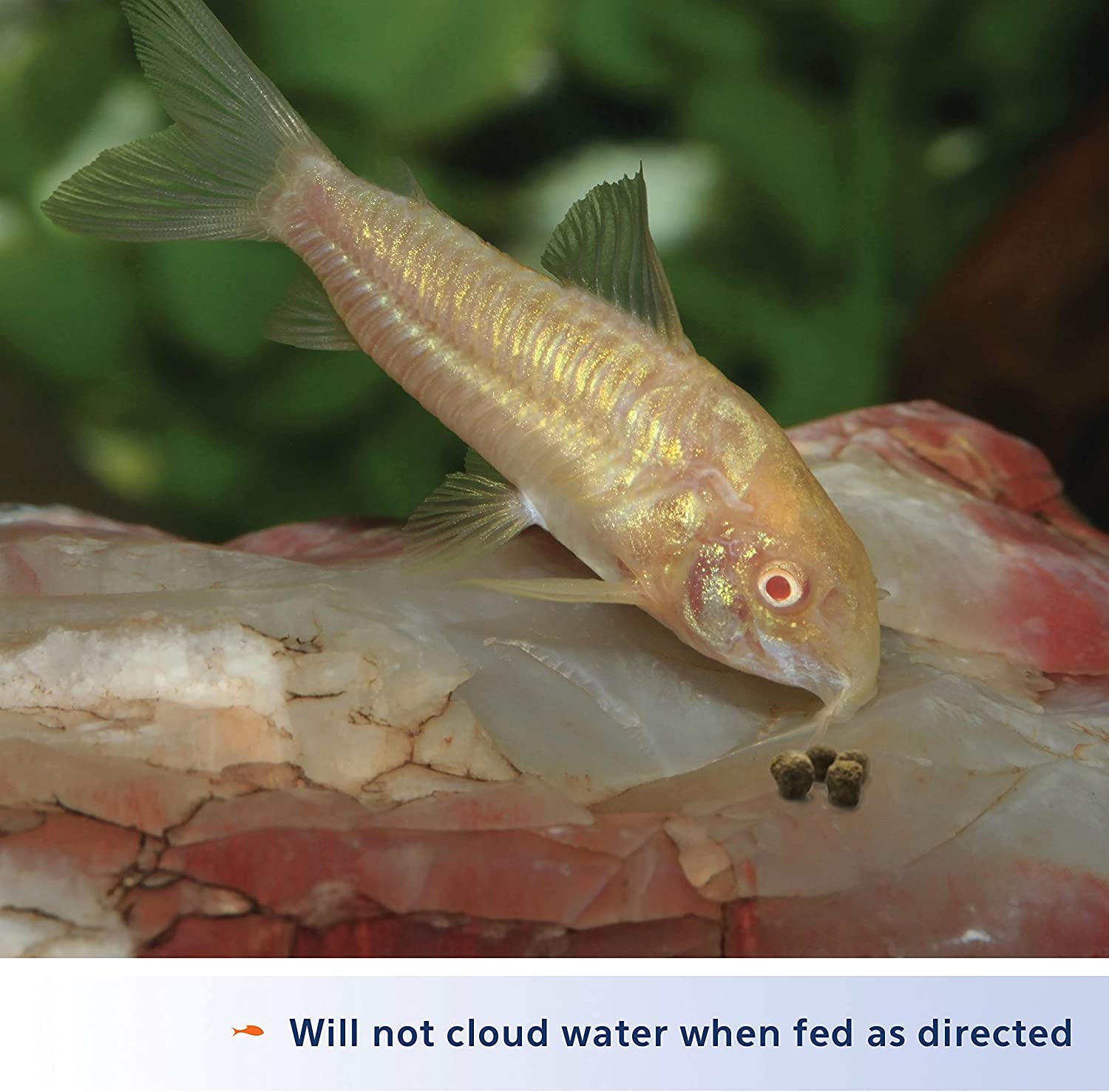 Aqueon Shrimp Pellets label beside tropical fish feeding scene