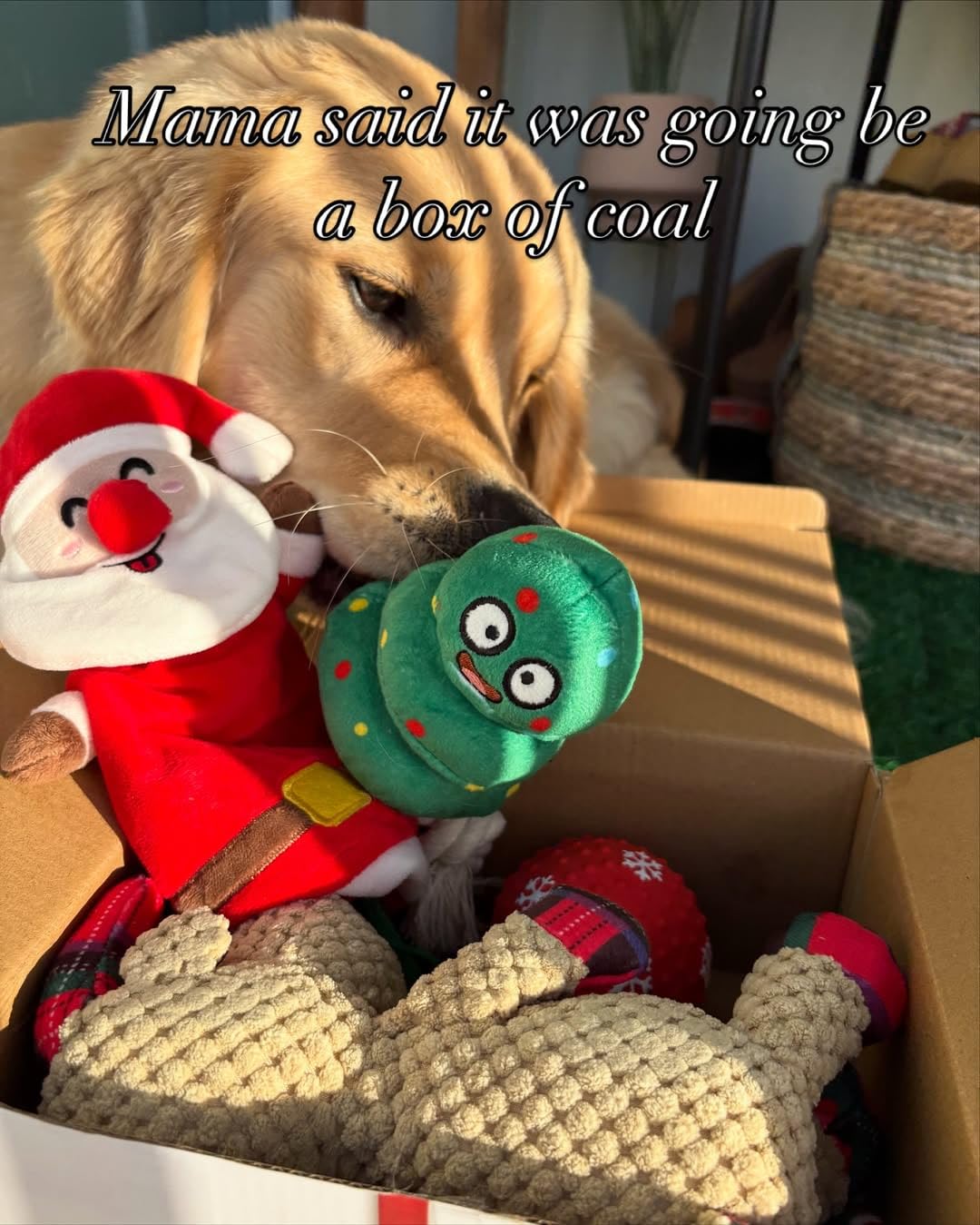 Arblina gift-boxed Christmas dog toy set packaging