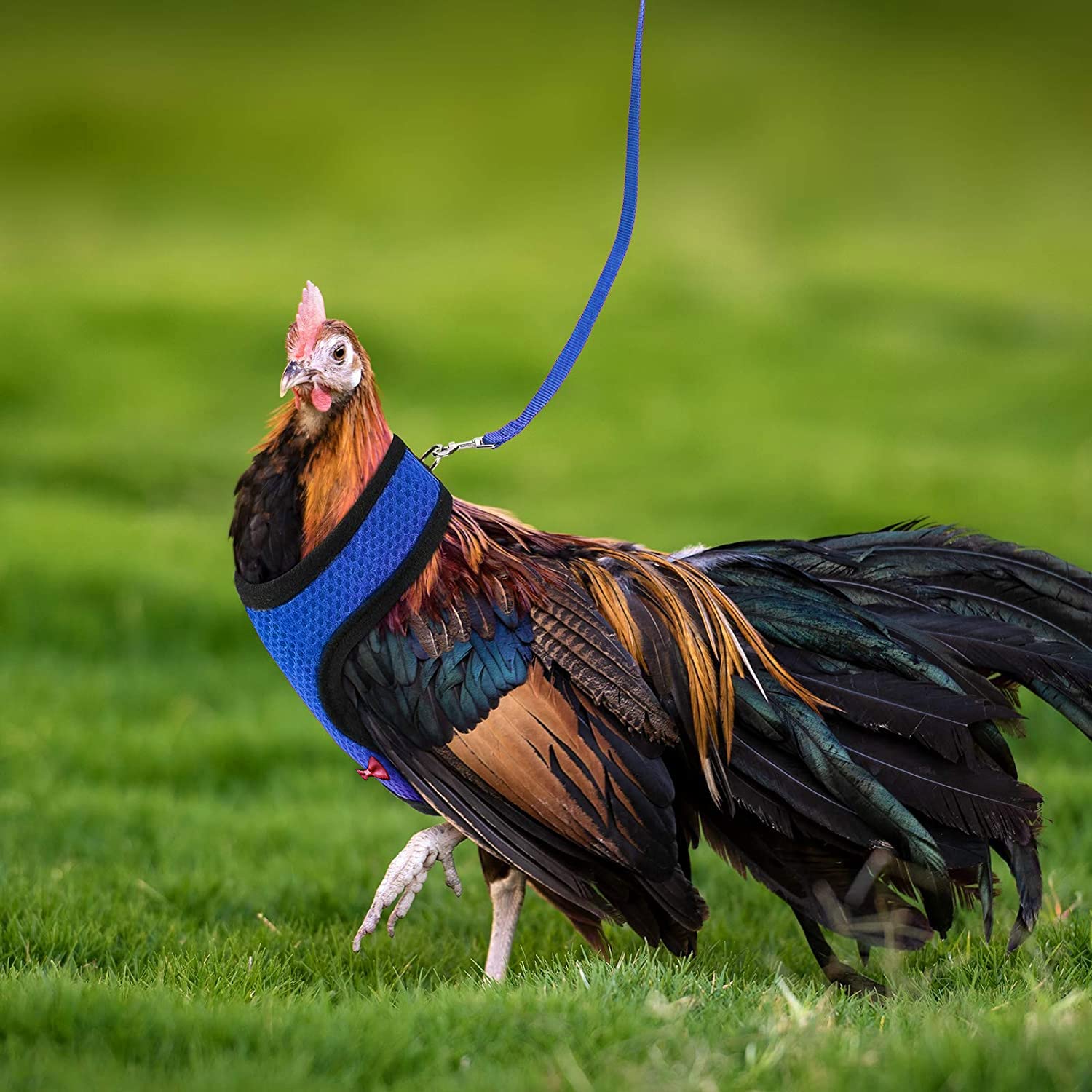 Arbootjin chicken harness blue soft polyester fabric feels gentle