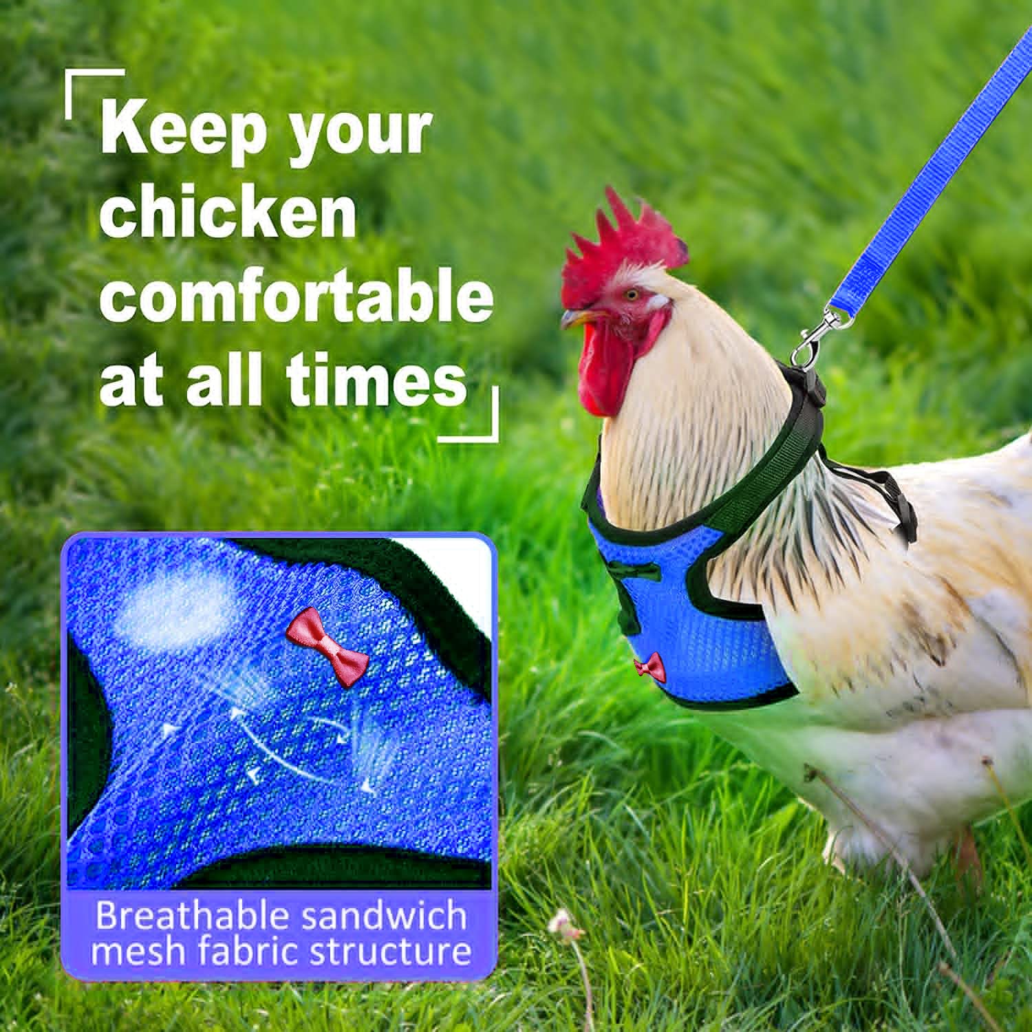 Arbootjin chicken harness blue worn on pet demonstrates easy walking
