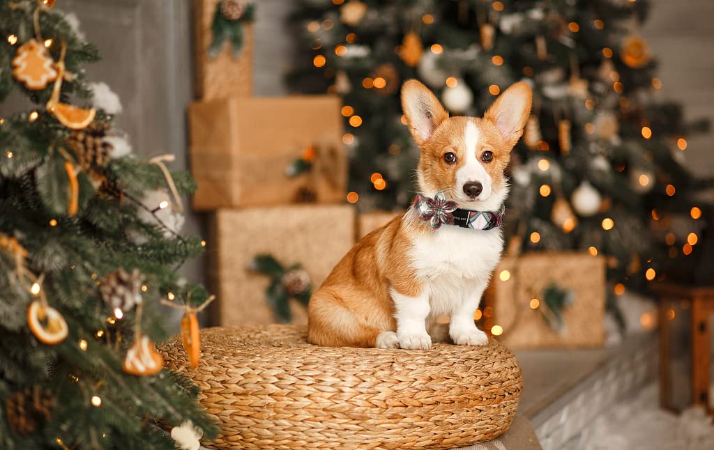 Aring pet Christmas dog collar adjustable roll buckle ensures comfortable fit.