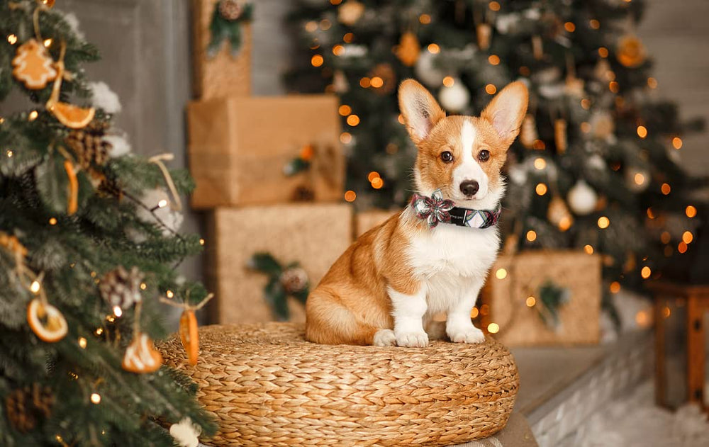 Aring pet Christmas dog collar adjustable roll buckle ensures comfortable fit.